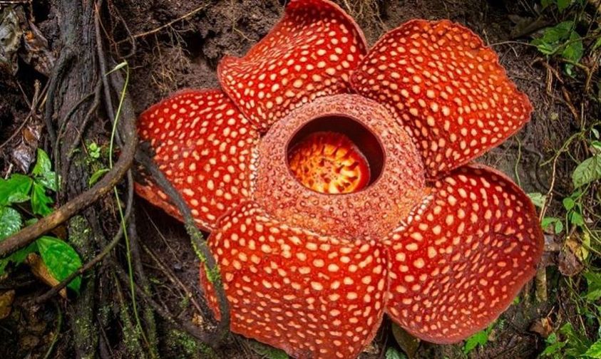 Γνωρίζετε ότι, στην Ινδονησία υπάρχει το φυτό ραφλέσια (Rafflesia arnoldii) το ο... 1