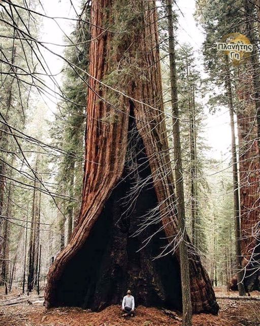 Το δέντρο Hart στο Redwood Mountain Grove, Εθνικό Πάρκο Kings Canyon, Καλιφόρνια...