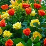 Τόσο όμορφα χρώματα  αυτά τα τριαντάφυλλα...