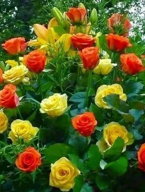 Τόσο όμορφα χρώματα αυτά τα τριαντάφυλλα... 1