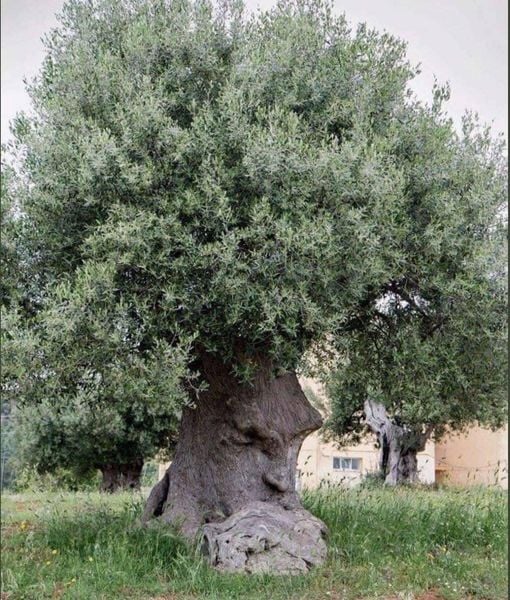 Υπάρχει μια ελιά 2000 ετών στην Ginosa της Puglia (Ιταλία), η οποία έχει πάρει τ...