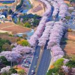 Cherry Blossom, Ιαπωνία...