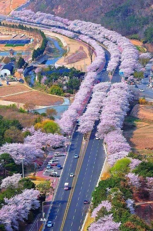 Cherry Blossom, Ιαπωνία... 1