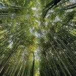 Sagano Bamboo Forest, Κιότο, Ιαπωνία...