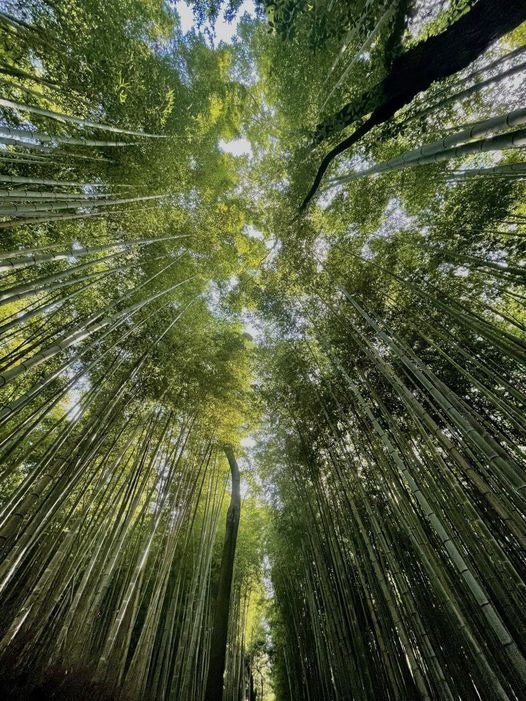 Sagano Bamboo Forest, Κιότο, Ιαπωνία... 1