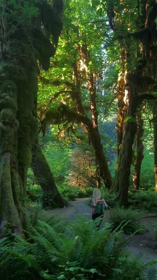 Ένα δάσος στην Ουάσιγκτον πόσο υπέροχο... 1