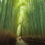 Δάσος Μπαμπού στην Ιαπωνία...