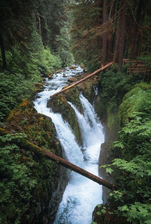 «Μια βόλτα σε ένα καταπράσινο δάσος μπορεί να ηρεμήσει την ψυχή σου» από | Alberth Yang, Sol Duc Falls,... 1