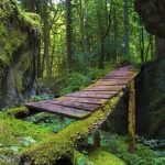 Μια ποώδης γέφυρα σε ένα παλιό δάσος στη Βρετανική Κολομβία, Καναδάς: christine (Μπλε ...