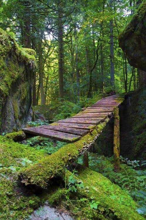 Μια ποώδης γέφυρα σε ένα παλιό δάσος στη Βρετανική Κολομβία, Καναδάς: christine (Μπλε ... 1