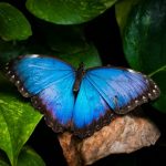 Μπλε πεταλούδα του γένους Morpho.!...