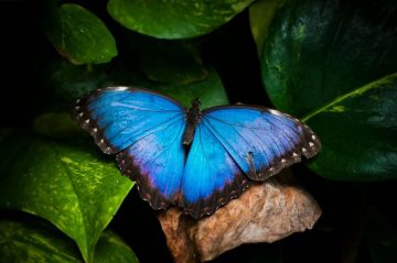 Μπλε πεταλούδα του γένους Morpho.!...
