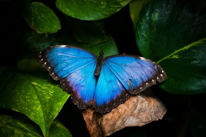 Μπλε πεταλούδα του γένους Morpho.!... 1