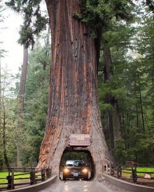 Οδηγώντας μέσα από ένα δέντρο...Καλιφόρνια, ΗΠΑ. 1