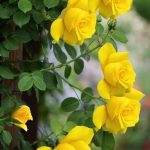 κίτρινα τριαντάφυλλα Όμορφα τριαντάφυλλα & λουλούδια...