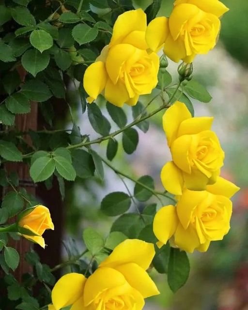κίτρινα τριαντάφυλλα Όμορφα τριαντάφυλλα & λουλούδια... 1