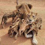 οικογένεια λιονταριών...