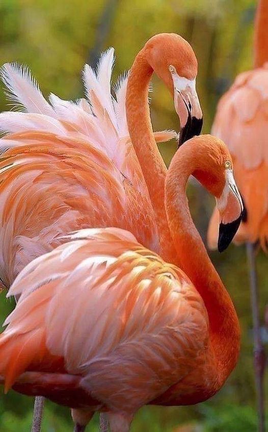 #υπέροχα #χρώματα #πουλιά... 1