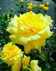 Καλημέρα φίλοι... #όμορφα #κίτρινα #τριαντάφυλλα...