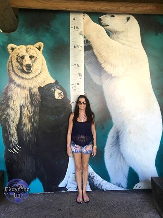 Μεγέθη διαφορετικών αρκούδων σε κλίμακα, για αναφορά, το άτομο στη φωτογραφία εί... 1