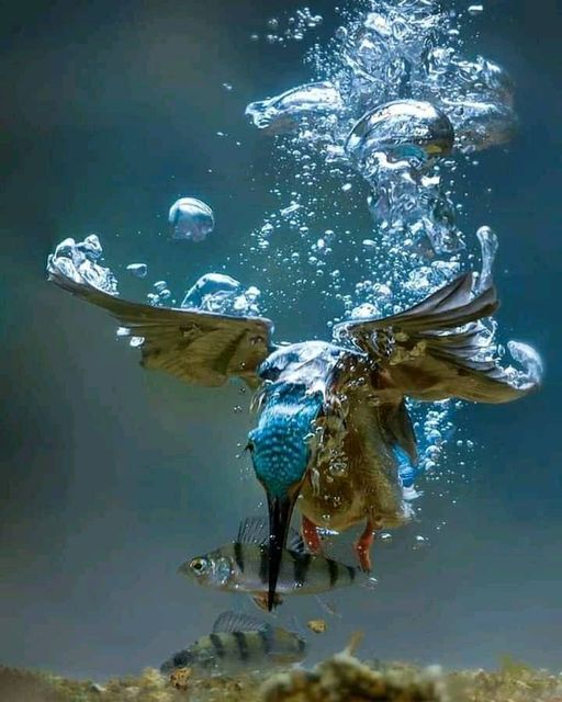 Υποβρύχια λήψη του Kingfisher σε δράση Jaap La Brijn #Earth #Nature #HomePla... 1