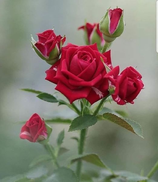 Καληνύχτα με όλη μου την αγάπη φίλοι μου. όμορφα κόκκινα τριαντάφυλλα 1
