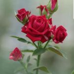 Καληνύχτα με όλη μου την αγάπη φίλοι μου.  όμορφα κόκκινα τριαντάφυλλα