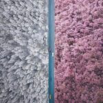 An impressive and creative photo of the seasons in Japan shifting from Winter  t...