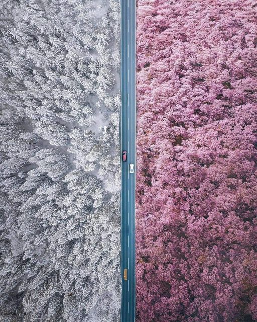 An impressive and creative photo of the seasons in Japan shifting from Winter t... 1