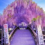 Nakayama Ofuji Festival wisteria in Fukuoka, Japan Photo by @ramumi8...