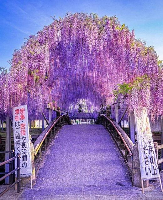 Nakayama Ofuji Festival wisteria in Fukuoka, Japan Photo by @ramumi8... 1