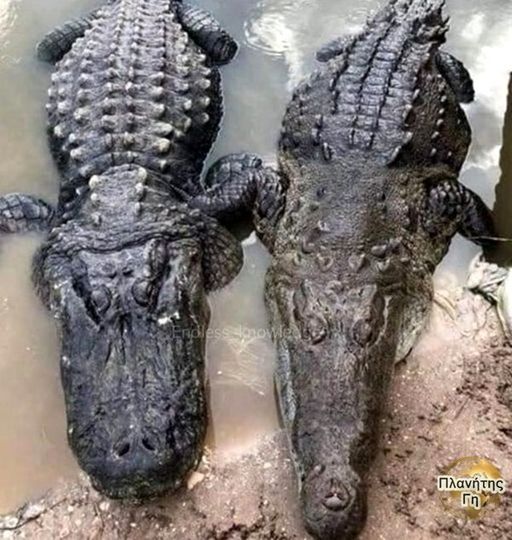 Η διαφορά ανάμεσα σε έναν αλιγάτορα (αριστερά)... 1