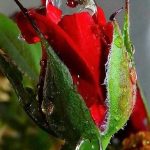 Καληνύχτα με όλη μου την αγάπη φίλοι μου.  όμορφα κόκκινα τριαντάφυλλα
