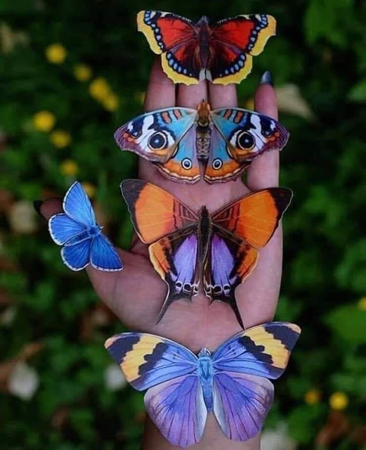 Τι ωραίες πεταλούδες !... 1