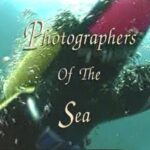 Ζαν-Μισέλ Κουστώ - Ιστορίες της Θάλασσας (Επ.7) Οι Φωτογράφοι του Βυθού (Photographers of the Sea) 4