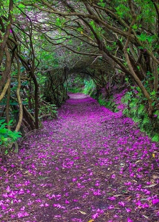 Φυσικές σήραγγες Rhododendron στο πάρκο Reenagross, Kenmare, Ιρλανδία... 1