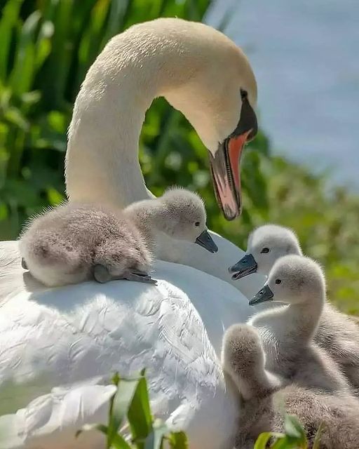 Όμορφη οικογένεια μητέρα και μωρό... 1