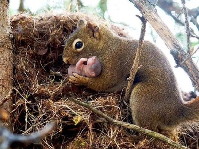 Οι σκίουροι υιοθετούν εγκαταλελειμμένα μωρά σκίουρους #squirrels #squirrel #baby #m... 1