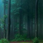 Ονειρικό ομιχλώδες δάσος, Ρουμανία toma_bonciu...