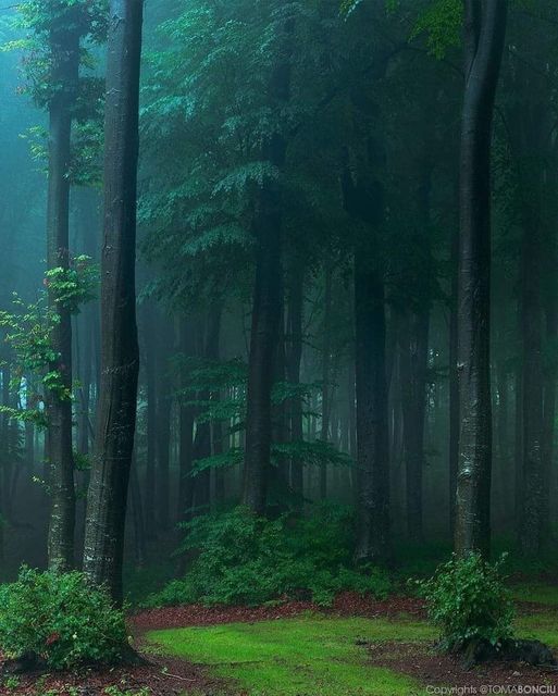 Ονειρικό ομιχλώδες δάσος, Ρουμανία toma_bonciu... 1