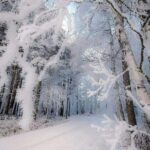 Το παγωμένο δάσος στη Φινλανδία jukkarisikko...
