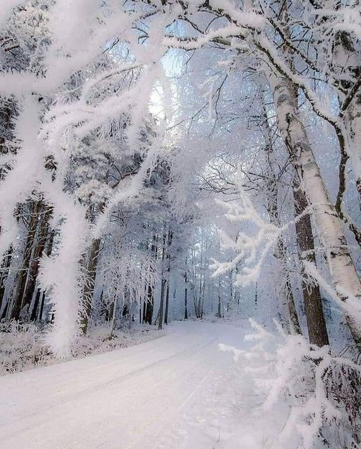 Το παγωμένο δάσος στη Φινλανδία jukkarisikko... 1