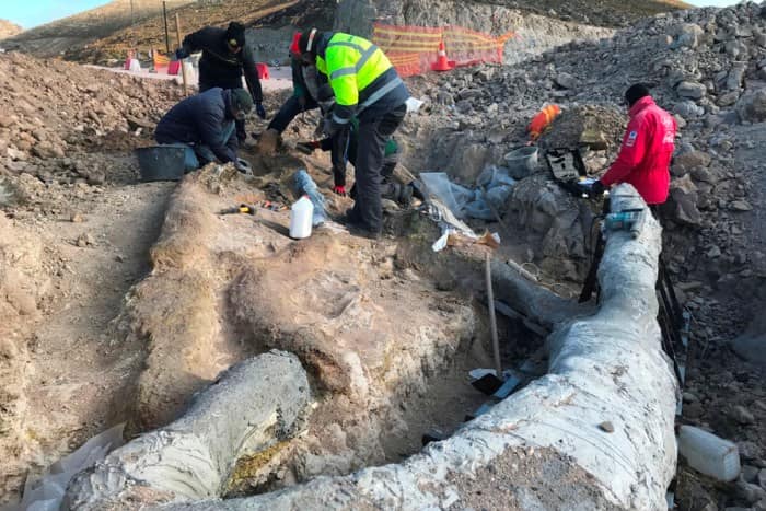 Λέσβος: Βρέθηκε απολιθωμένο δένδρο 20.000.000 ετών μαζί με τα κλαδιά του!... 3