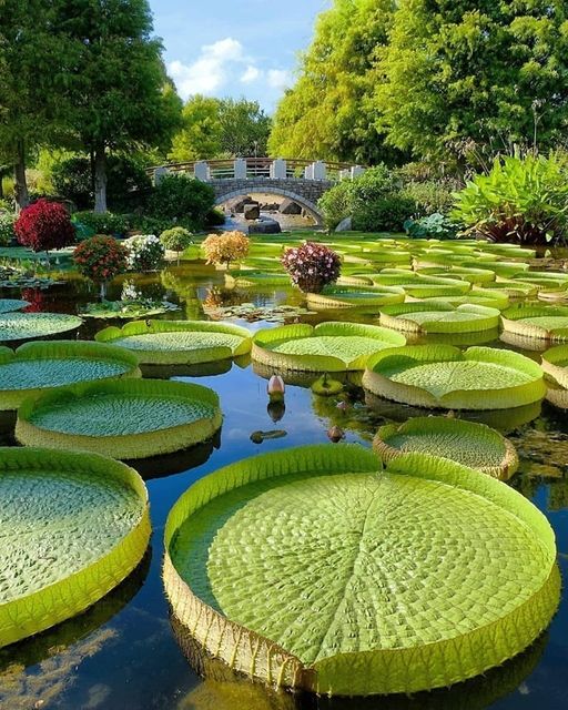 Βοτανικός κήπος στην Ιαπωνία... 1
