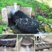Australia has already started to use a network of drainage with nets so that pl...