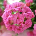 Happy day φίλοι... Follow .#pink #colors .  .  .  #flowers #flowersphotogr...