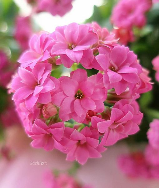 Happy day φίλοι... Follow .#pink #colors . . . #flowers #flowersphotogr... 1
