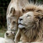 Όμορφη οικογένεια λιονταριών...
