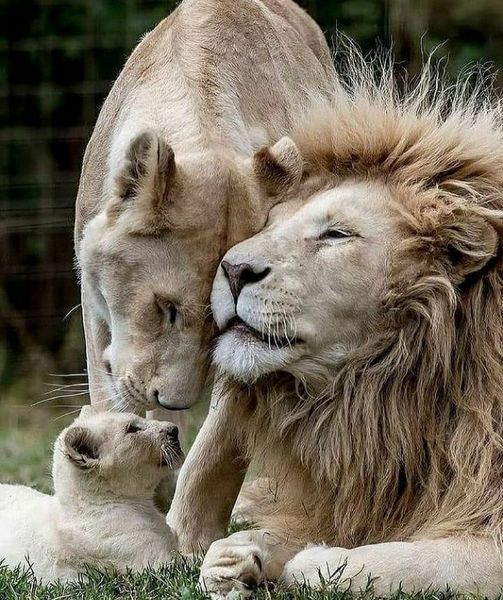 Όμορφη οικογένεια λιονταριών... 1