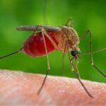 Γνωρίζατε ότι, έρευνα επισημαίνει ότι το παράσιτο που προκαλεί ελονοσία μπορεί ν...